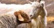 ВНИМАНИЕ! Оспа овец и коз