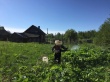 На территории поселения проводятся работы по обработке борщевика Сосновского