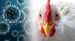 Профилактика заражения птицы вирусом высокопатогенного гриппа