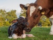 В одном из фермерских хозяйств Вичугского района выявлен пастереллез крупного рогатого скота.