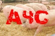 В Ивановской области зафиксирована вспышка африканской чумы свиней