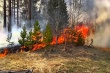 Соблюдайте правила пожарной безопасности в лесах!