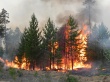 Правила поведения населения при лесных пожарах 