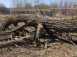 В деревне Сошники произведена выпиловка деревьев