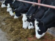 В Сошниковском поселении фермер ввел в эксплуатацию новую молочную ферму